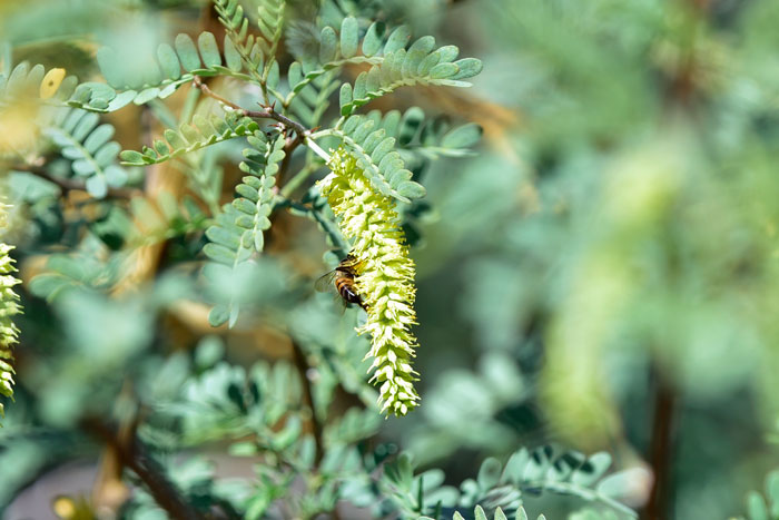 Screw Bean Mesquite has yellow flowers in tubular spikes about 3 inches (7.6 cm) long as shown in the photo. The flowers are an important nectar source for Honeybees and Native Bees. Prosopis pubescens